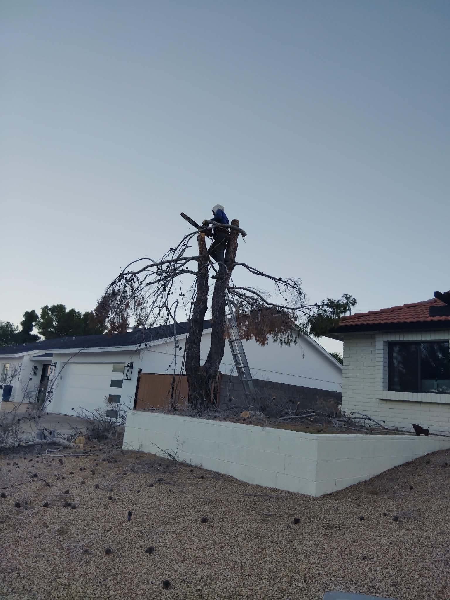 Charles Gantt working on a tree